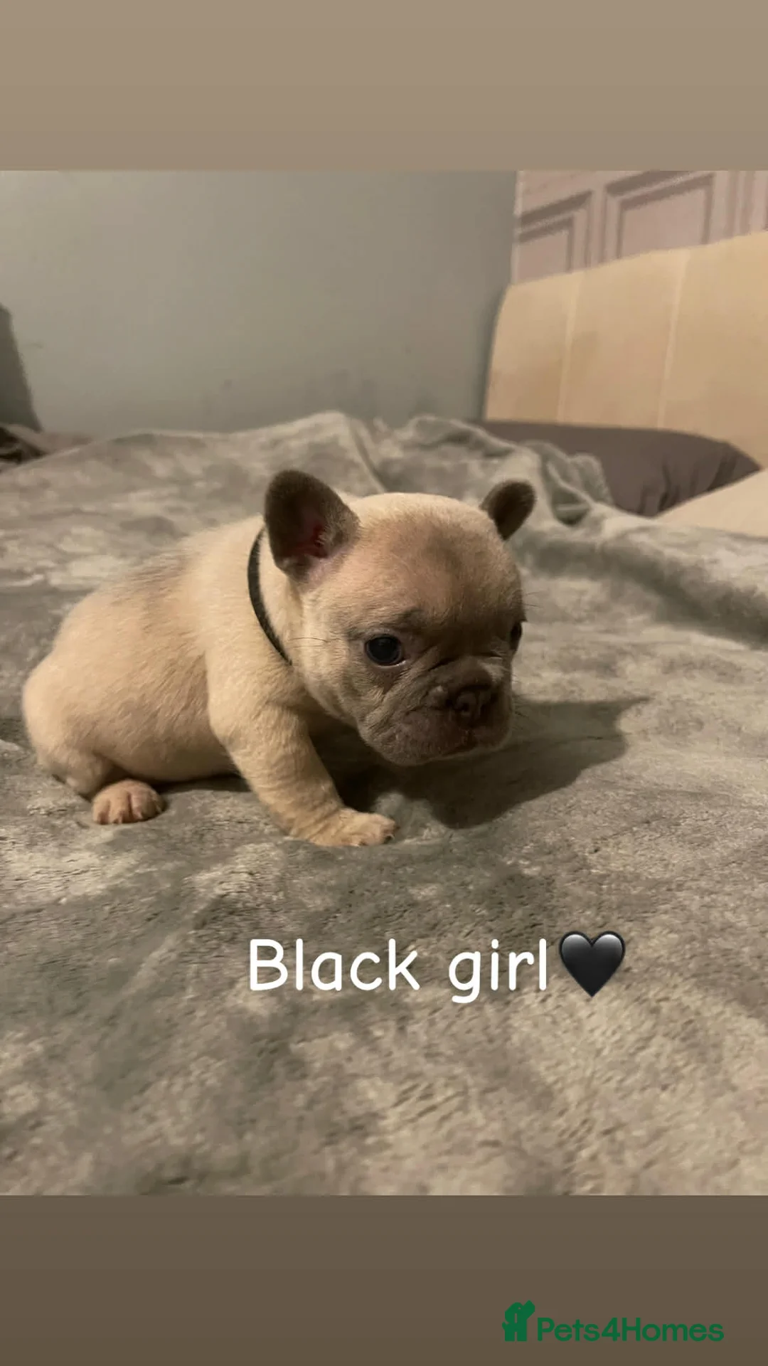 French Bulldog dogs for sale: Female French bulldog  - Advert 2