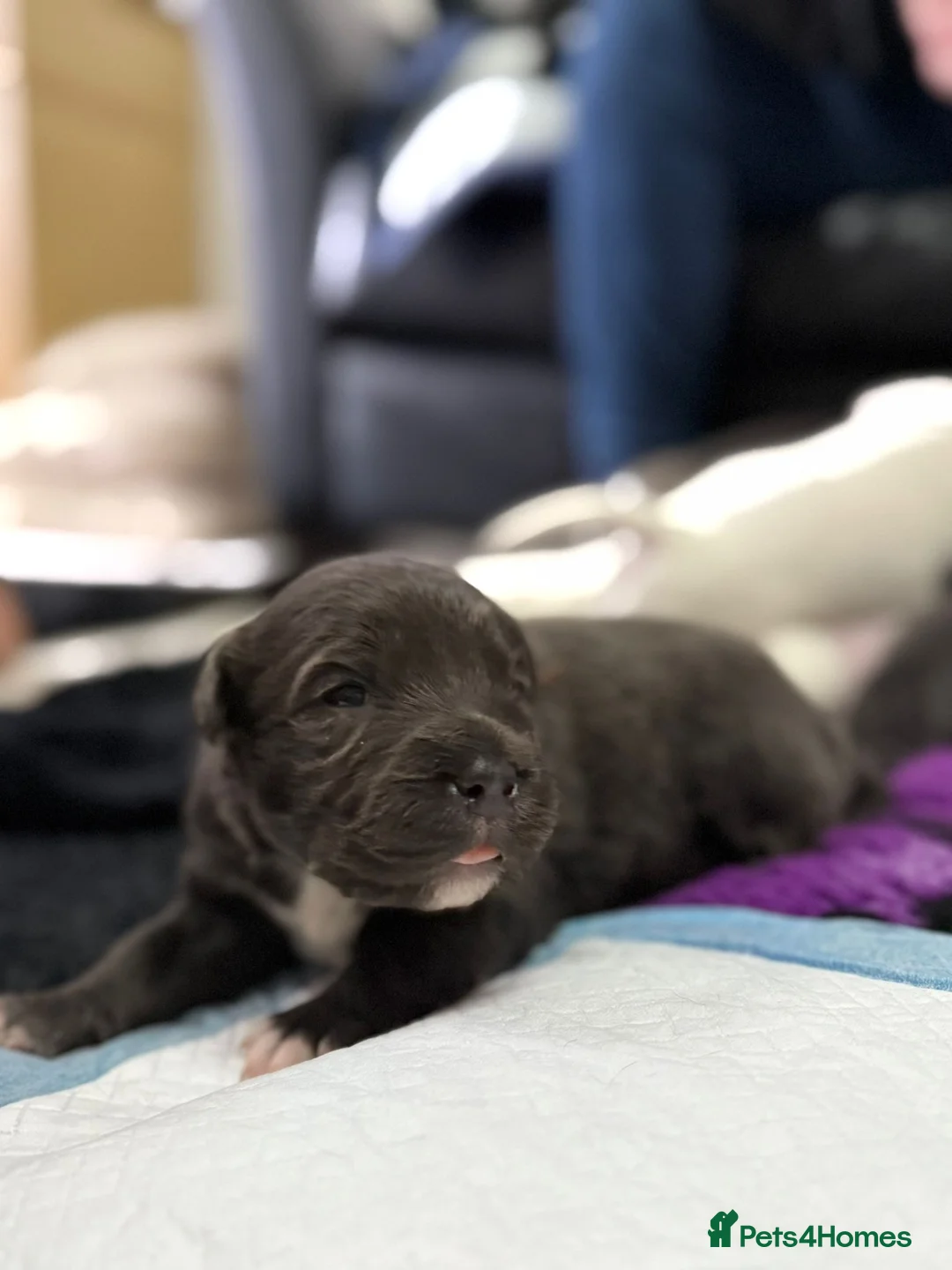 Staffordshire Bull Terrier dogs for sale: Handsome buster  - Advert 13