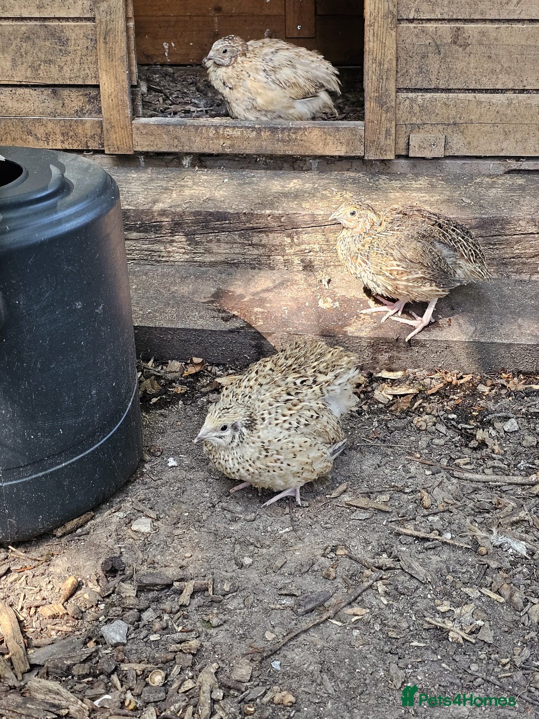 Quail poultry for sale: 🐣 Quail Chicks for Sale – £5 Each! 🐣 - Image 6