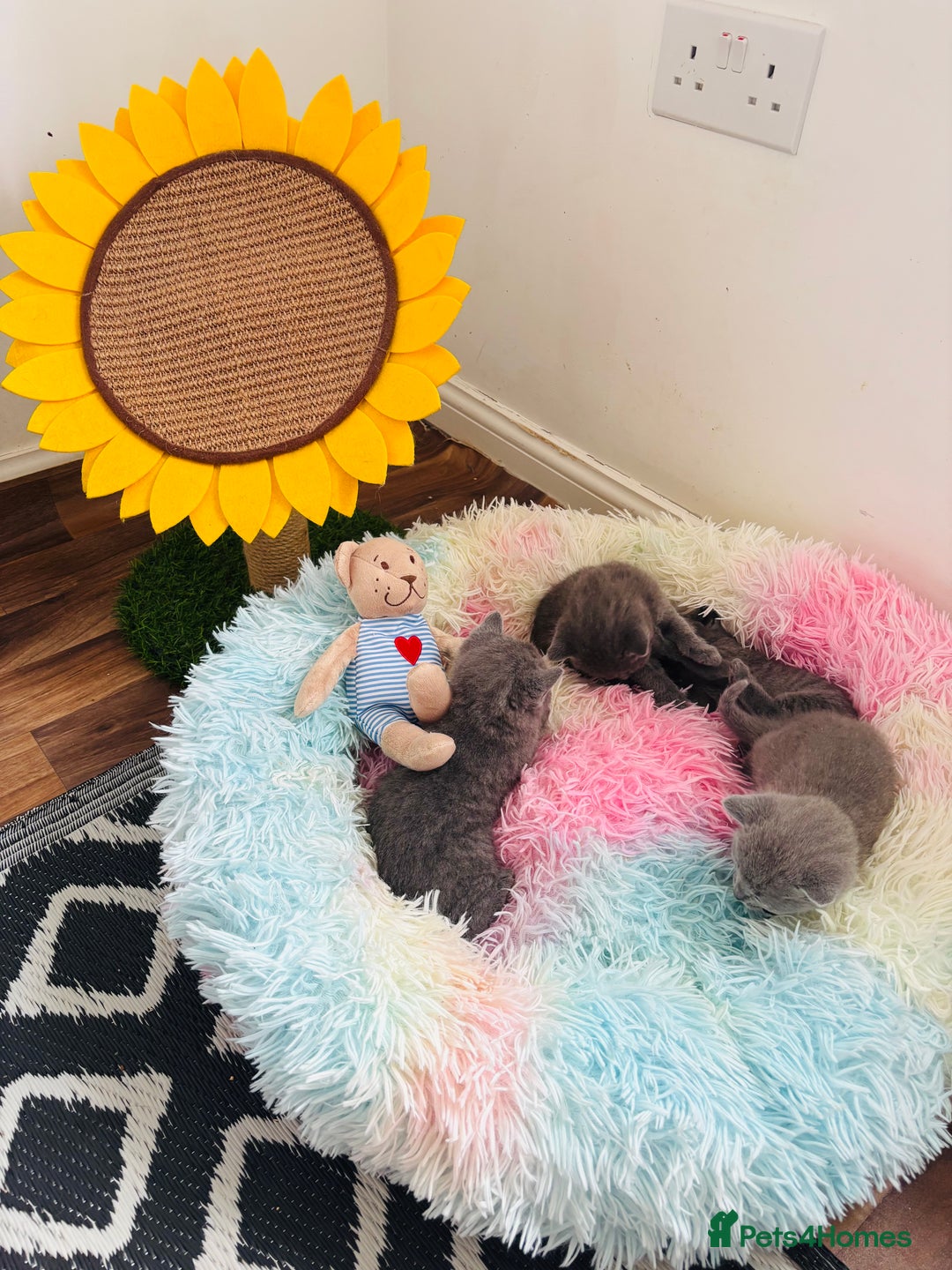 Russian Blue cats for sale: TICA pedigree Russian blue kittens 🐱  - Image 9
