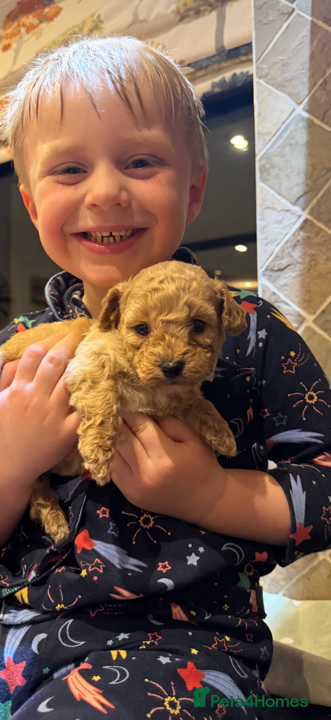 Cavachon dogs for sale: Outstanding Toy Cavapoochon Puppies *last girl * - Advert 4