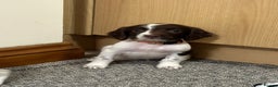 English Springer Spaniel dogs for sale: KC English Springer spaniel puppies  - Advert 7