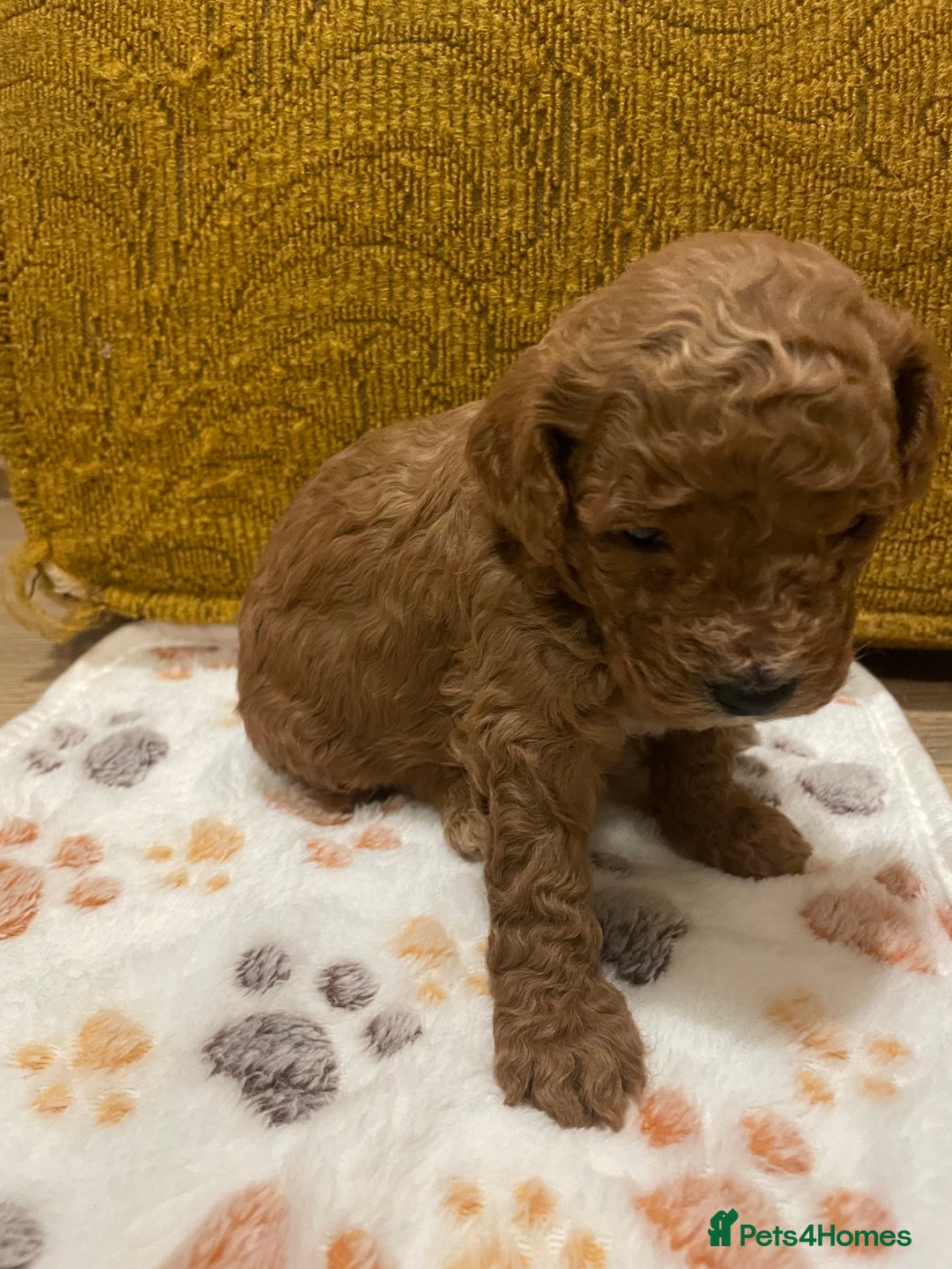 Cavapoo dogs for sale: FB2 cavapoo puppies-1 girl available  - Advert 20
