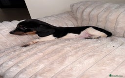 Miniature Dachshund dogs for sale: Miniature dachshund  - Image 13