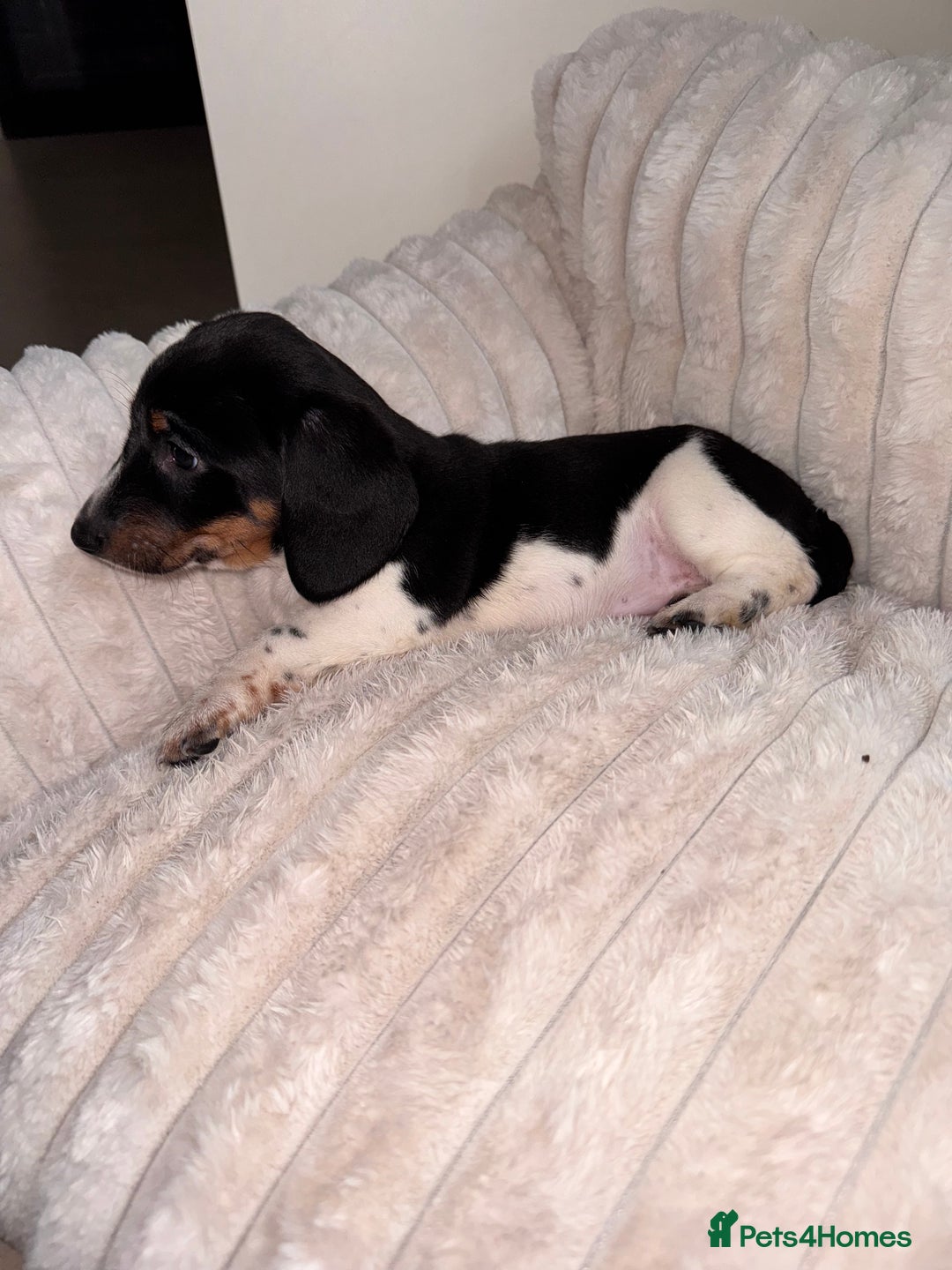 Miniature Dachshund dogs for sale: Miniature dachshund  - Image 13