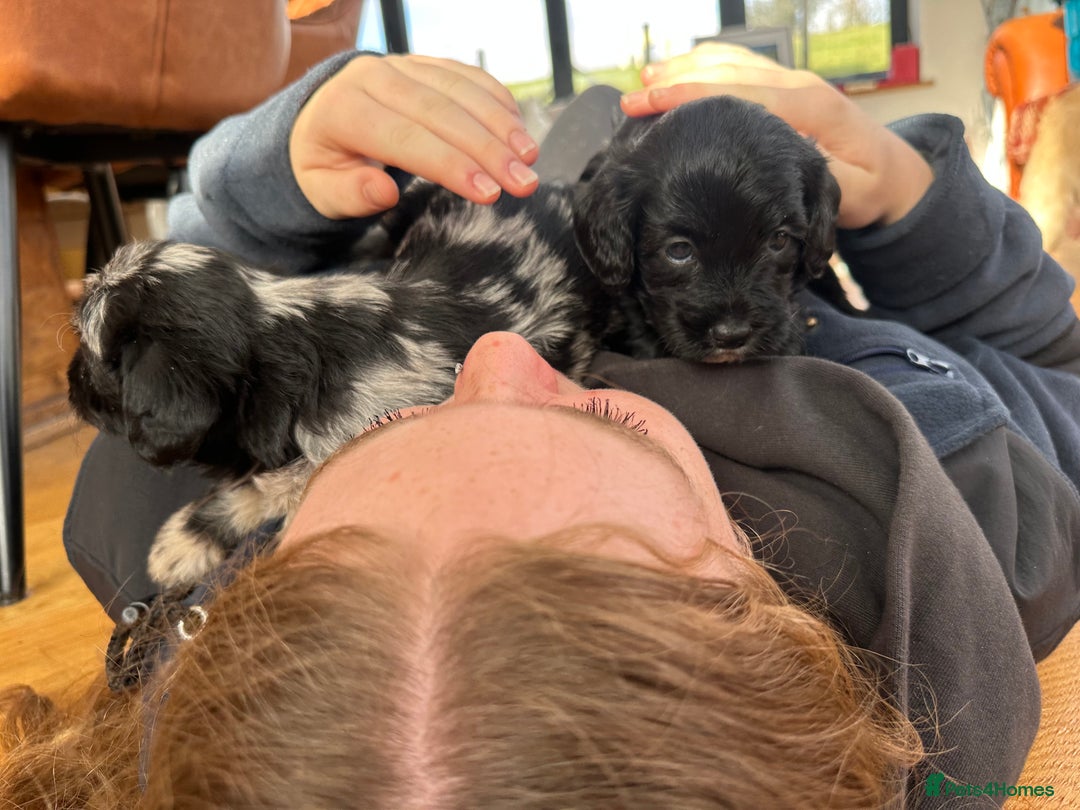 Mixed Breed dogs for sale: Cavapoo Beagle x Miniature Poodle  - Advert 16