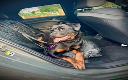 Rottweiler dogs for stud: Handsome Hugo - For Stud - Image 7