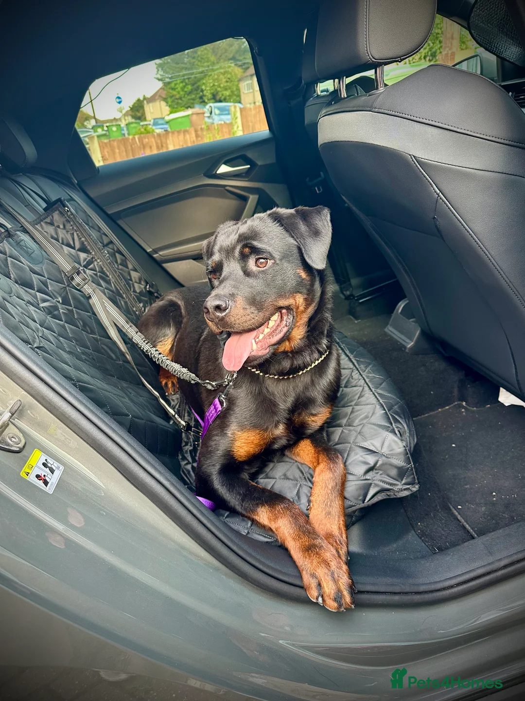 Rottweiler dogs for stud: Handsome Hugo - For Stud - Advert 7