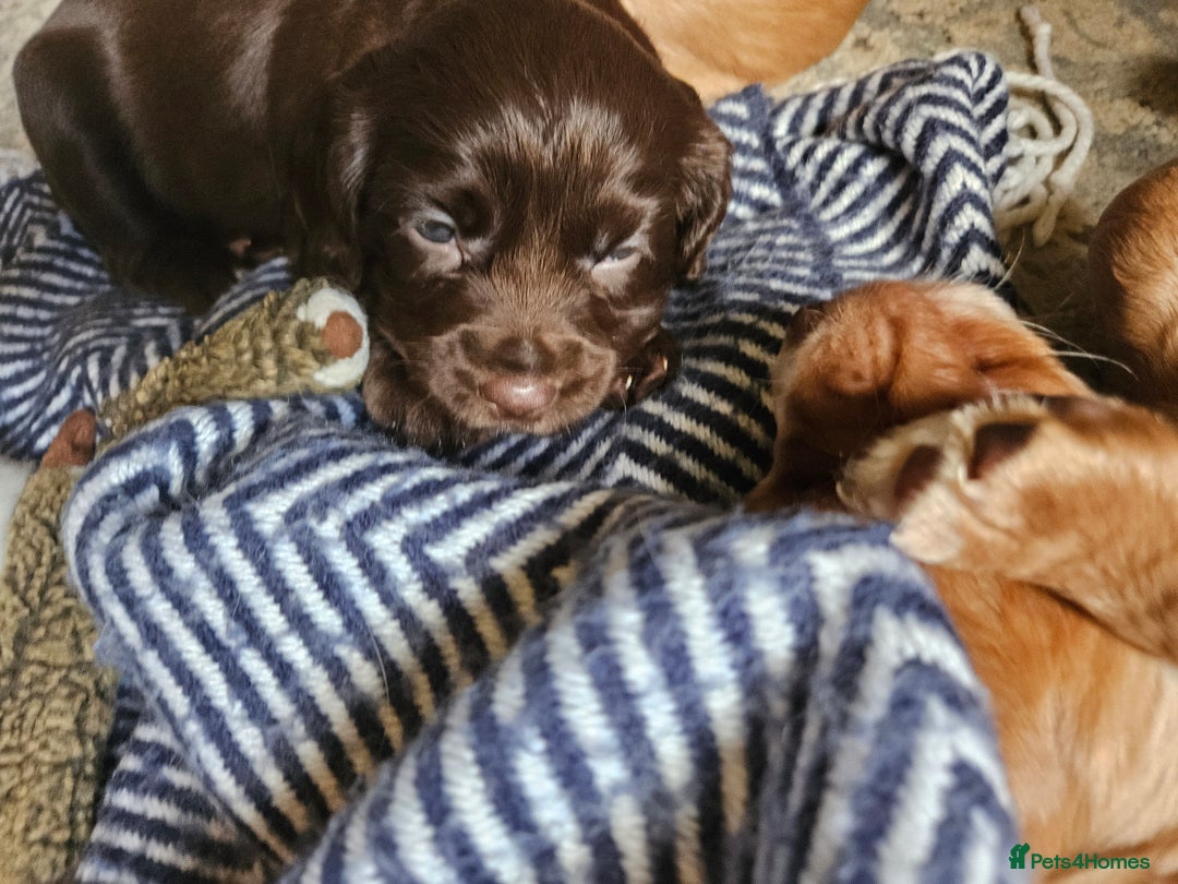 Cocker Spaniel dogs for sale: KC Working Cocker Spaniel Puppies - Advert 20