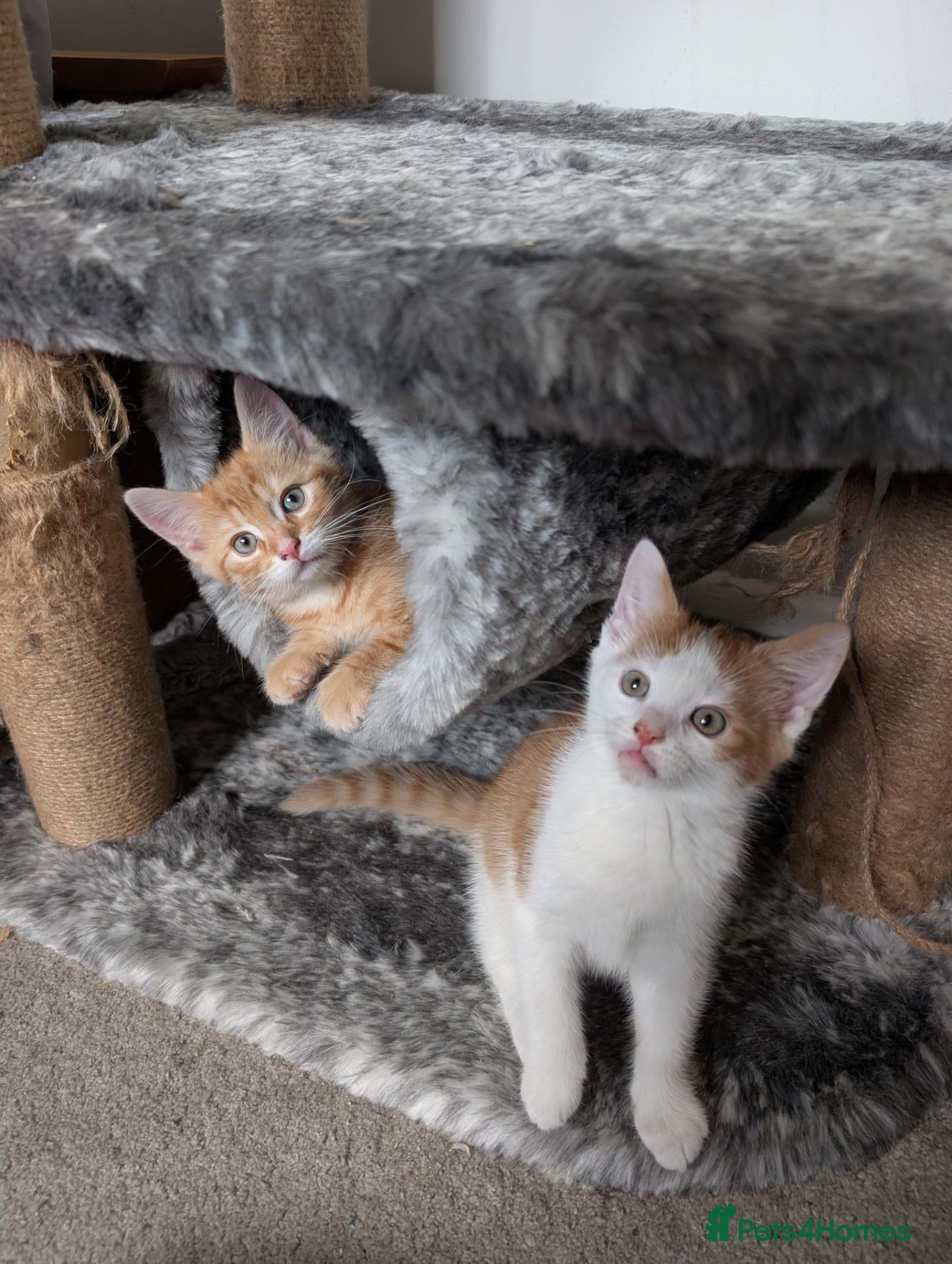 Mixed Breed cats 2 Maine Coon mix boy - Advert 14