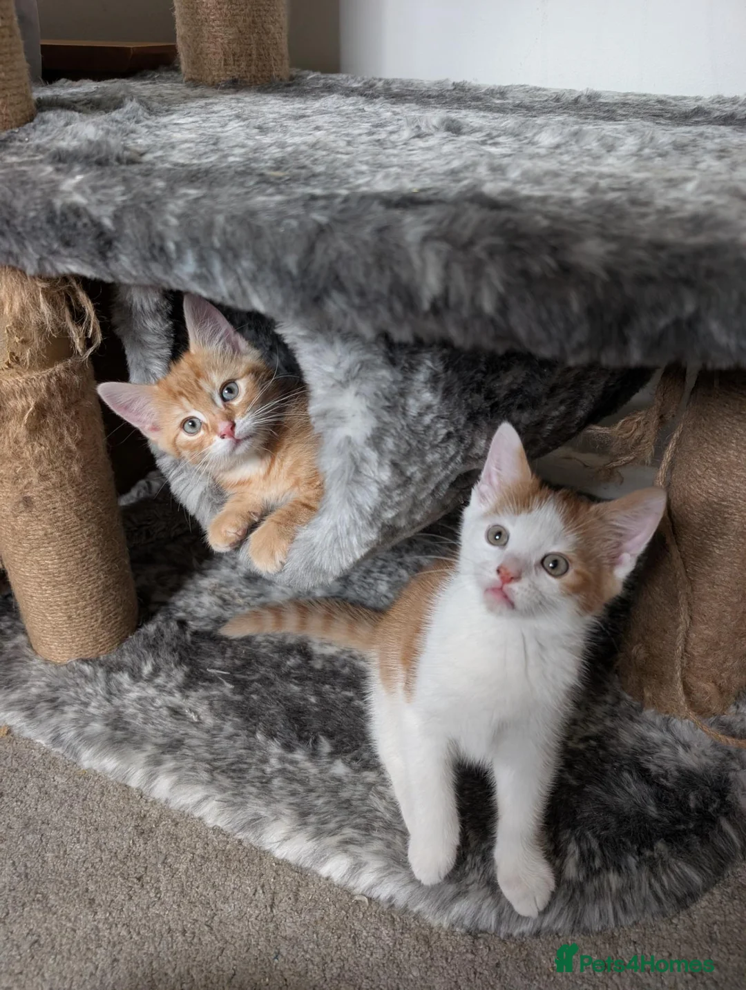 Mixed Breed cats for sale: 1 Maine Coon mix boy remaining  - Advert 1