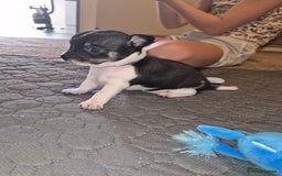 Chihuahua dogs for sale: 4 beautiful chihuahua puppies - Image 15
