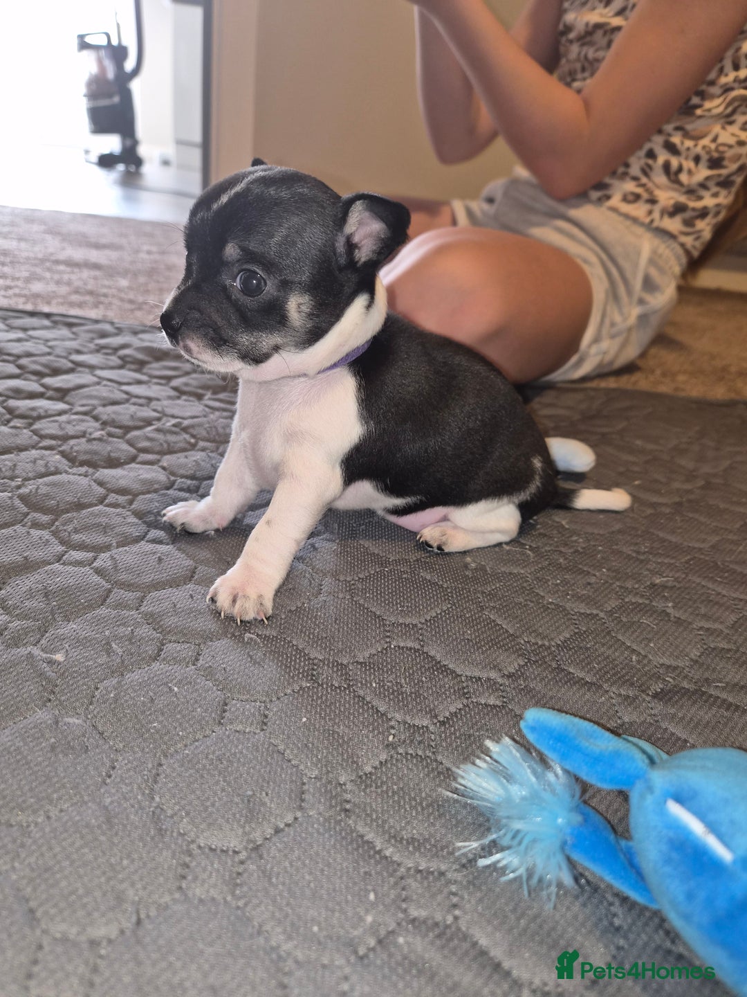 Chihuahua dogs for sale: 4 beautiful chihuahua puppies - Image 15