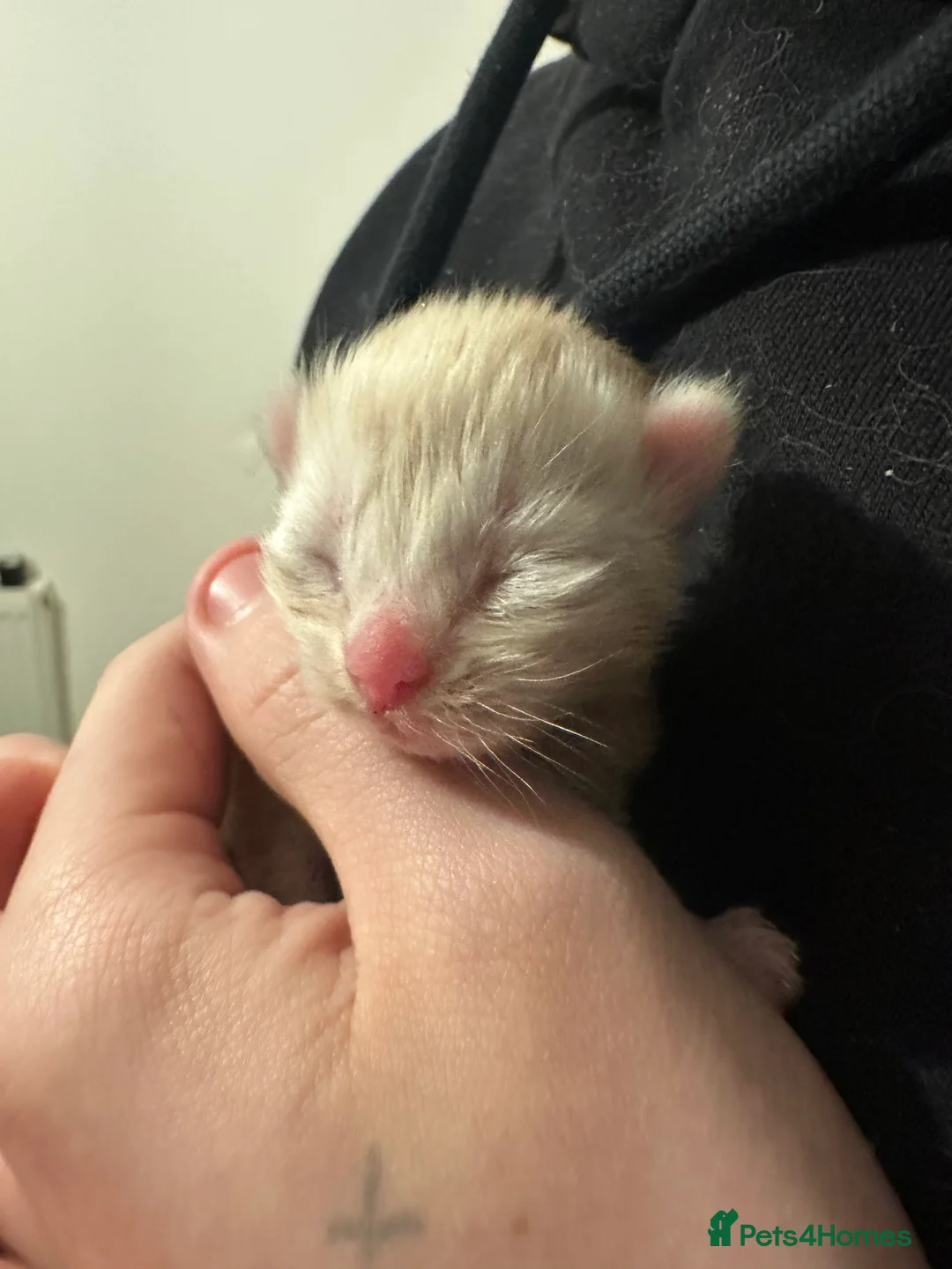 Mixed Breed cats for sale: Last 2 maincoon cross boys available  - Advert 4