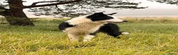 Border Collie dogs for sale: Thistledo Tam in Banff - Advert 8