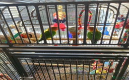 Lovebirds birds for sale: Lovebirds  - Image 10