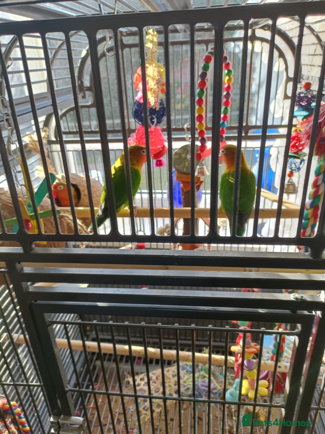 Lovebirds birds for sale: Lovebirds  - Image 10