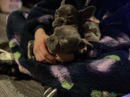 French Bulldog dogs KC Registered Lilac & Tan French Bulldog Puppies - Advert 4