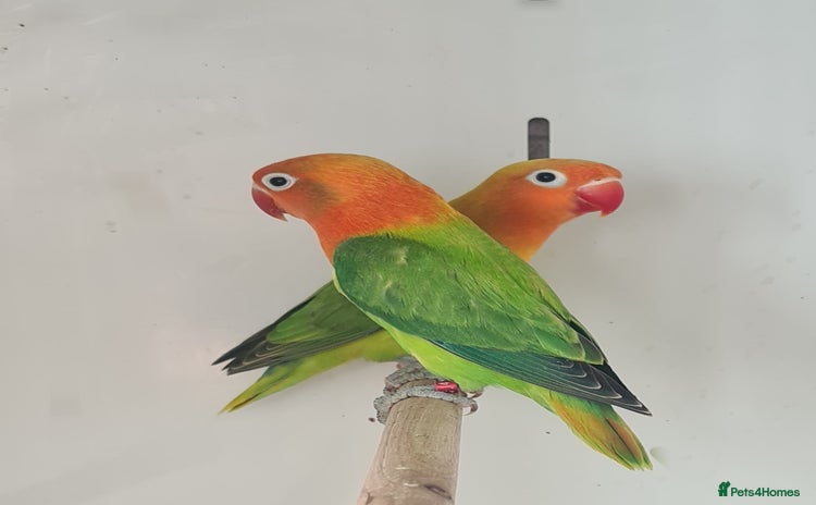 Lovebirds birds for sale - Advert 2