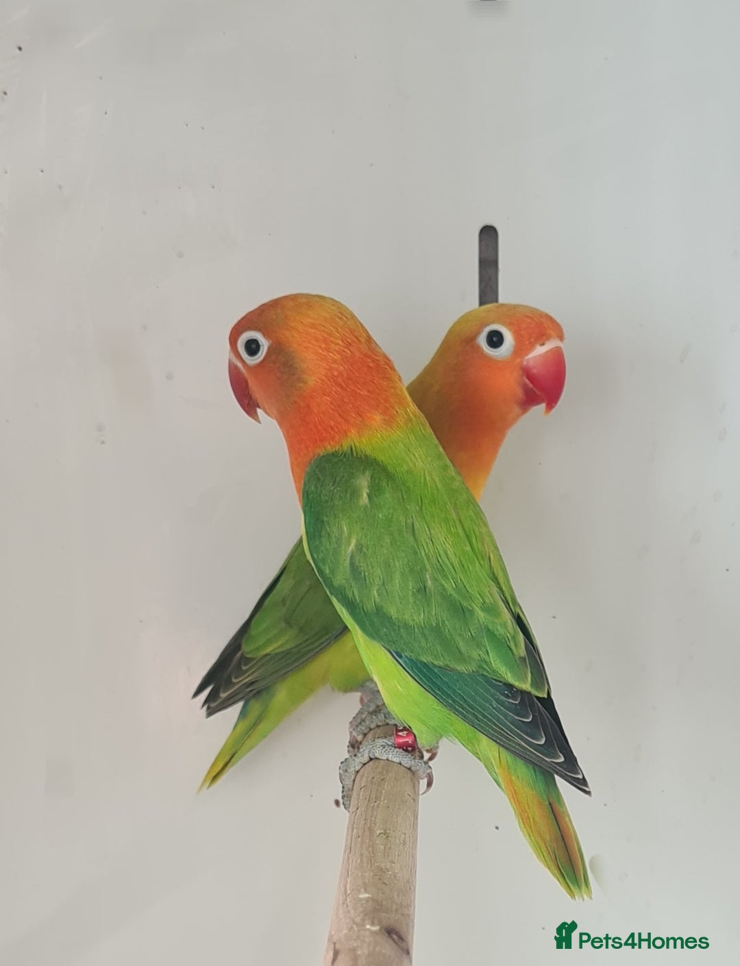 Lovebirds birds for sale: Lovely Lovebirds - Image 1