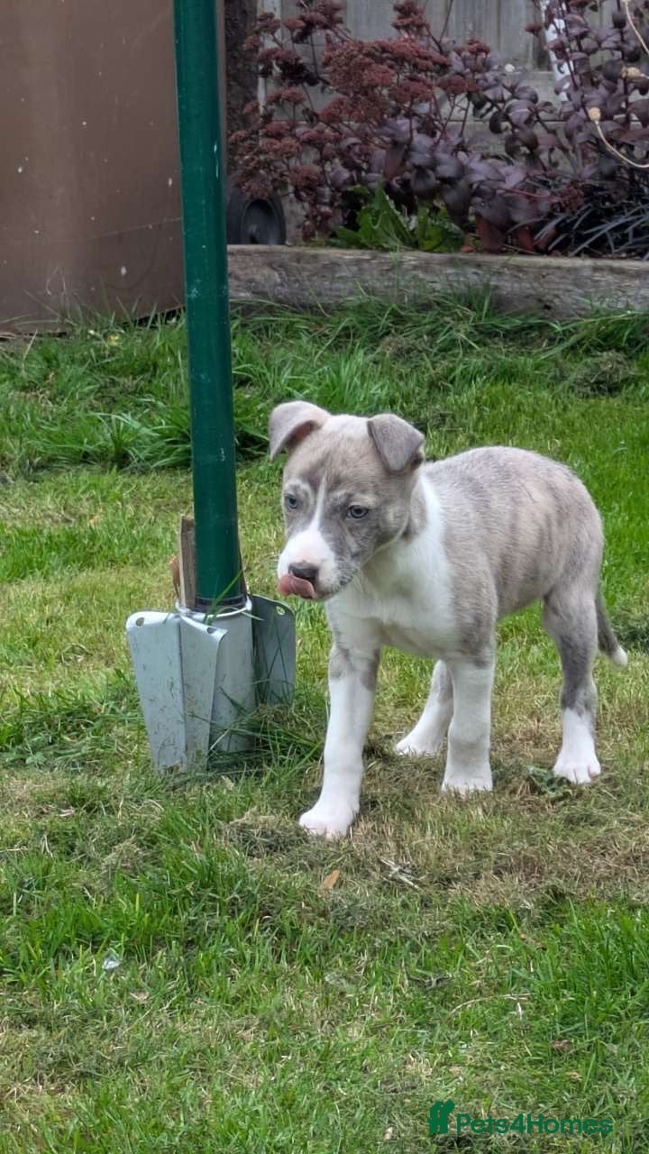Lurcher dogs Female lurcher puppy  - Advert 4
