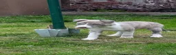 Lurcher dogs for sale: Female lurcher puppy  - Advert 1