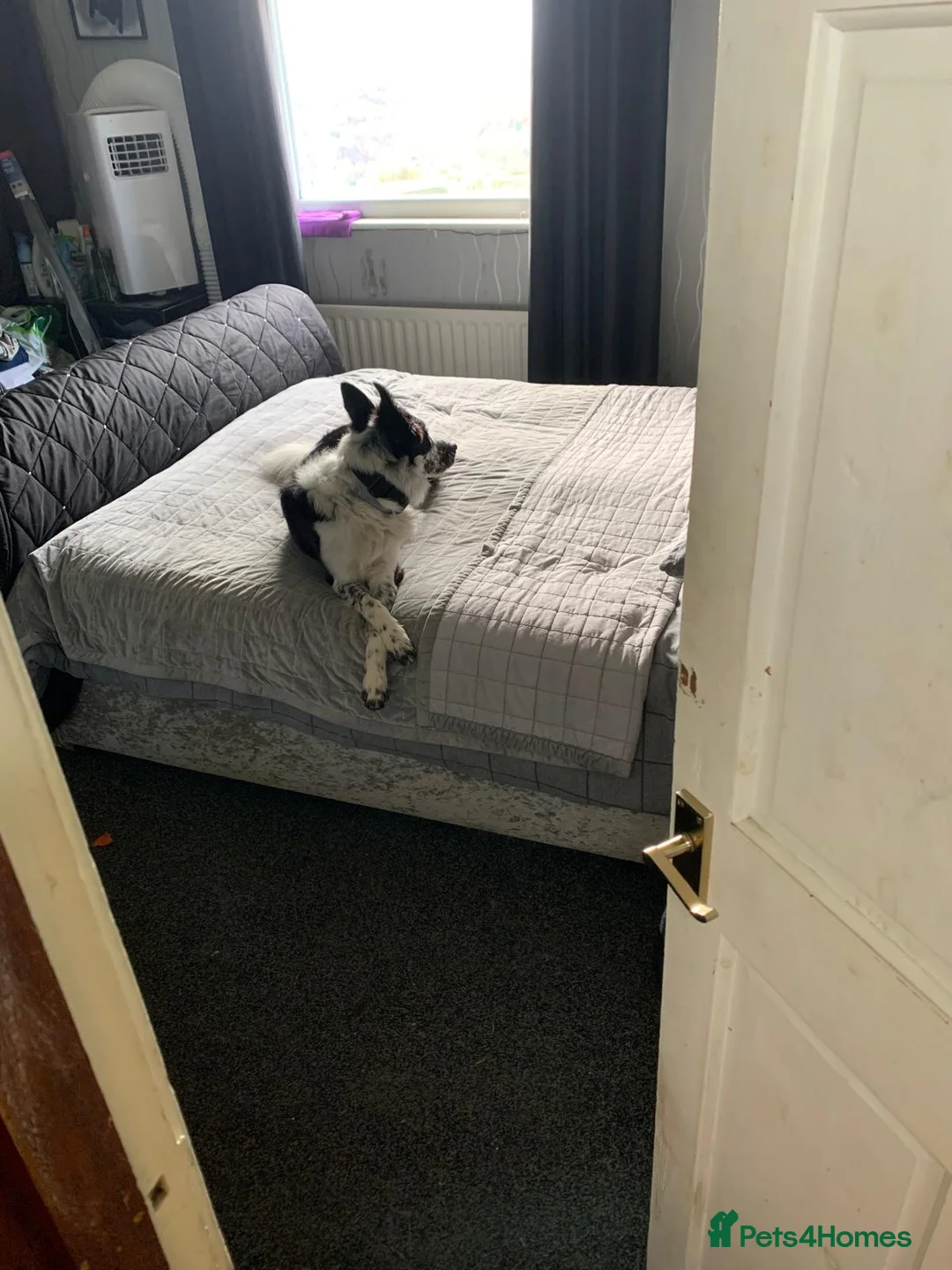 Border Collie dogs for stud: Mr dog   - Advert 2