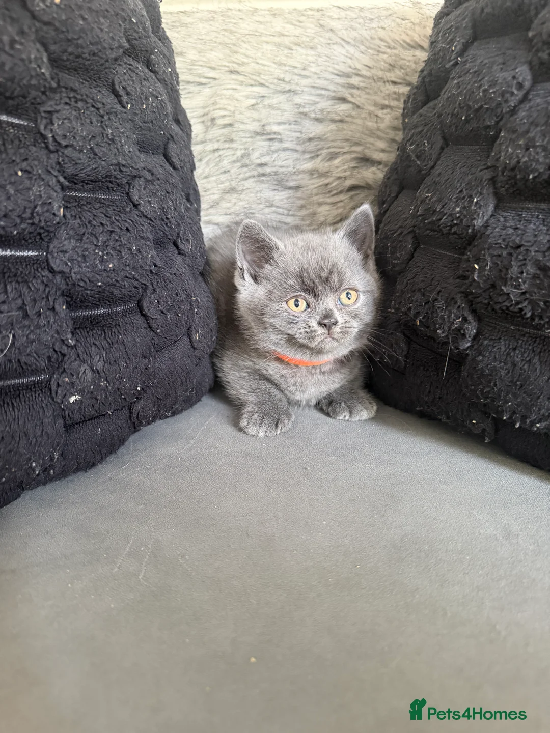 British Shorthair cats for sale: GCCF Registered British Shorthair Kittens✨ in Basildon - Advert 2