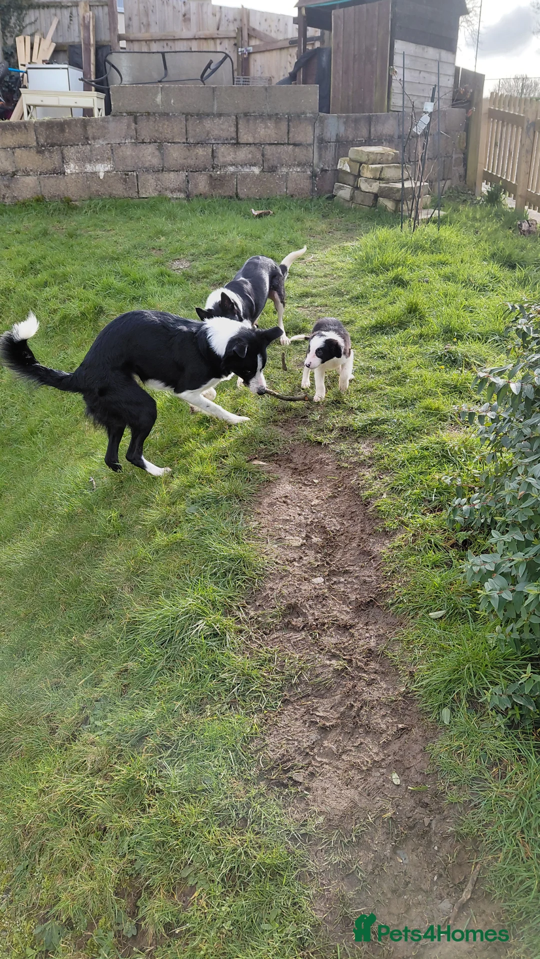 Border Collie dogs for sale: Border collie puppies tris + b/w - Advert 8