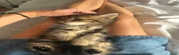 Persian cats for sale: Mixed breed Persian Kittens  - Advert 3