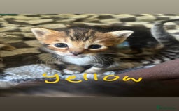 Bengal cats for sale: Half Bengal Kittens - Image 12