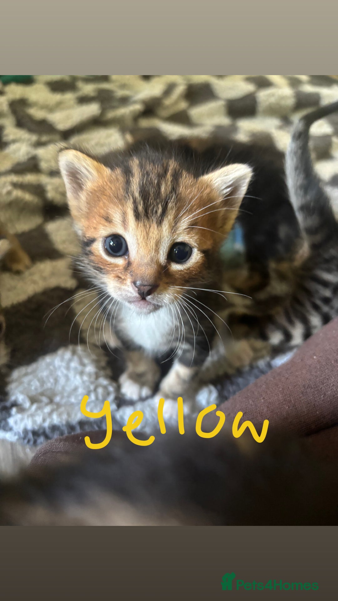 Bengal cats for sale: Half Bengal Kittens - Image 12