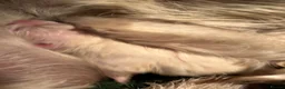 West Highland Terrier dogs for sale: Adorable Westie Highland terriers  - Advert 2