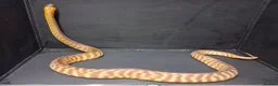 Python Snake reptiles for sale: Woma Python Female  - Advert 6