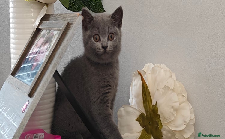 British Shorthair cats - Advert 9