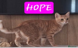 Mixed Breed cats for sale: MAGGIE & HOPE  - Image 3