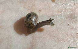 Snails invertebrates for sale: Giant land snails - Advert 3