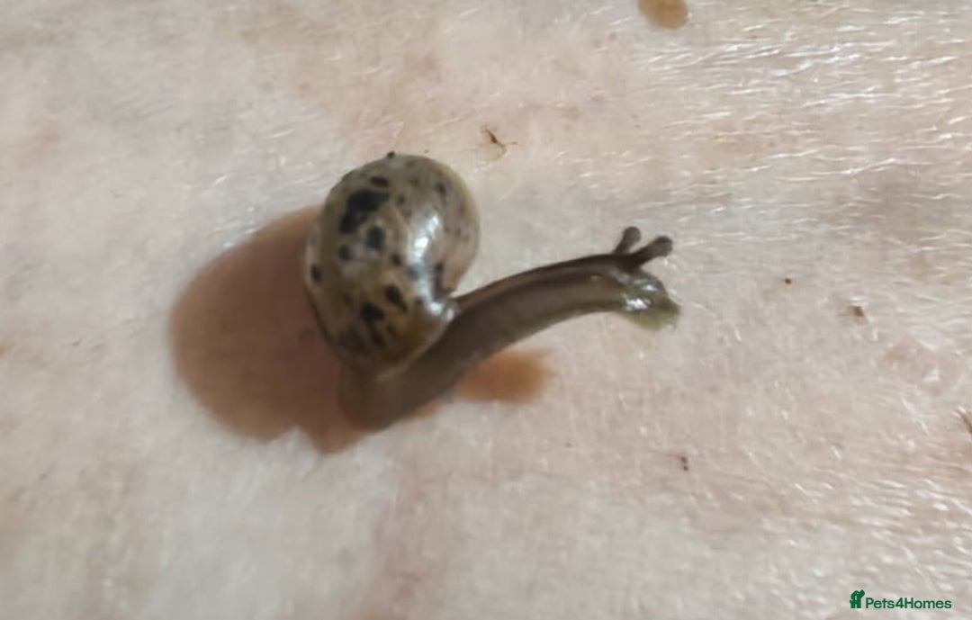 Snails invertebrates for sale: Giant land snails - Advert 3