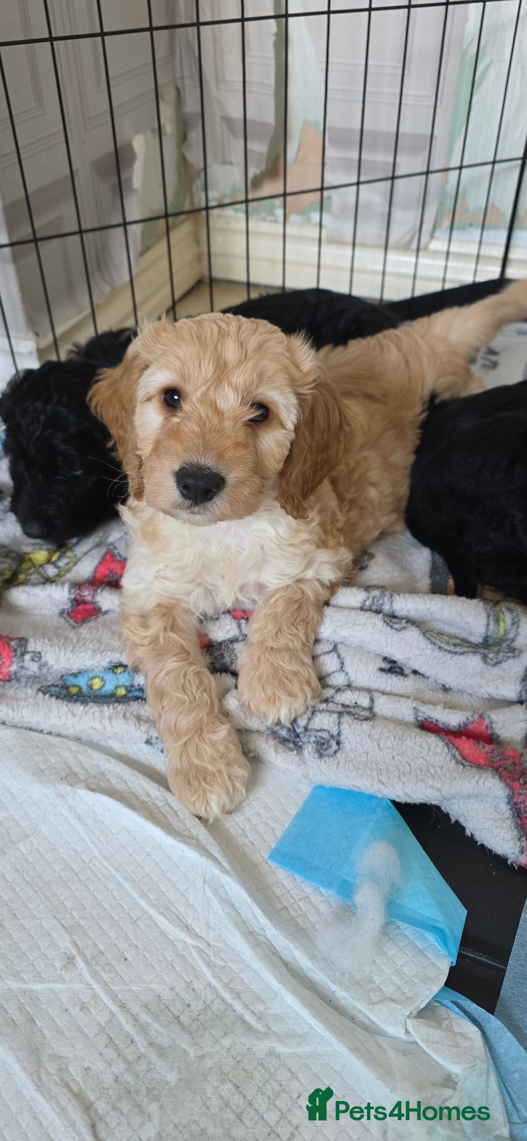 Cockapoo dogs Cockapoo Puppies READY TO LEAVE - Advert 11