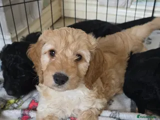 Cockapoo dogs Cockapoo Puppies READY TO LEAVE - Advert 11