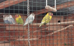 Lovebirds birds for sale: Lovebirds - Image 1