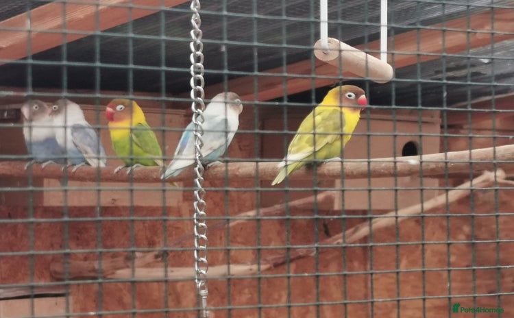 Lovebirds birds - Advert 1