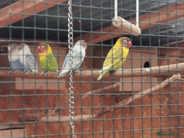 Lovebirds birds - Advert 1