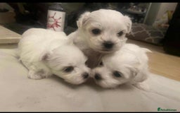 Maltese dogs for sale: 3 Maltese puppy’s  - Image 1