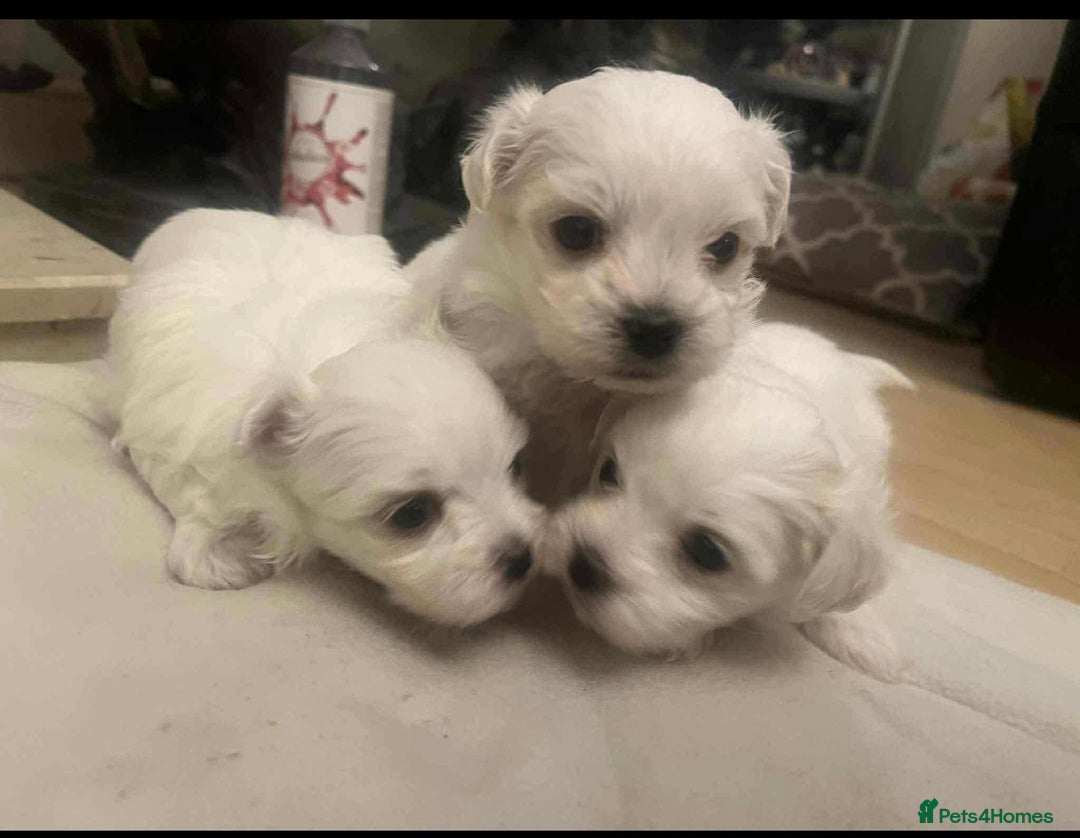 Maltese dogs for sale: 3 Maltese puppy’s  - Image 1