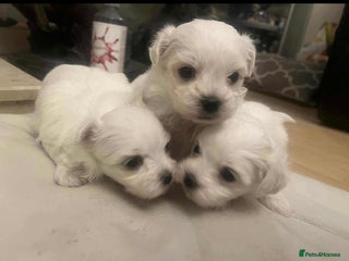 Maltese dogs - Advert 11