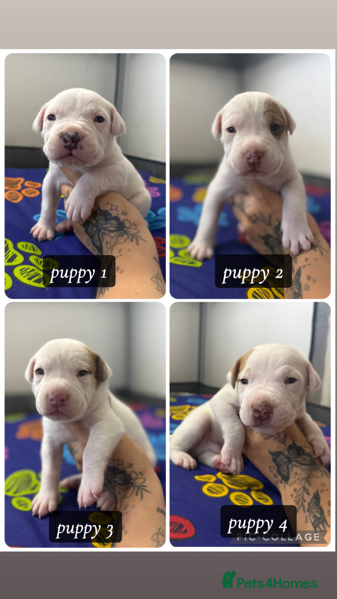 American Bulldog dogs American Bulldog Puppies - Advert 1
