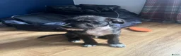 Mixed Breed dogs for sale: Last Pup Seeking Forever Home - Advert 2
