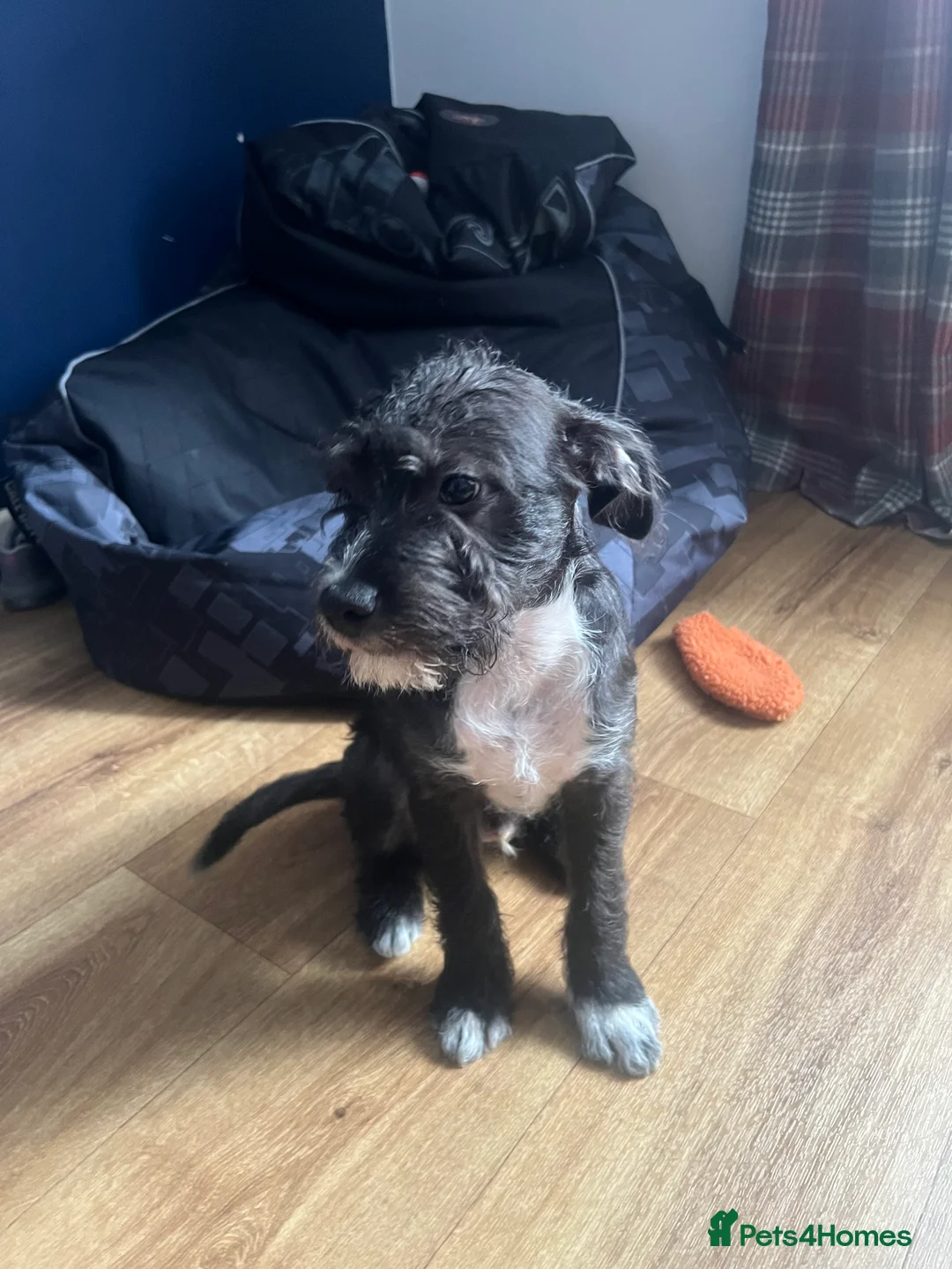 Mixed Breed dogs for sale: Last Pup Seeking Forever Home - Advert 2