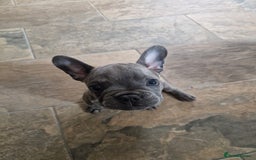 French Bulldog dogs for sale: Blue brindle French bulldog pup - Image 5